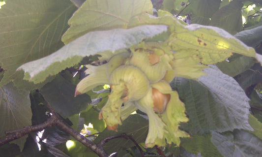 Hazelnuts left on the tree 100g